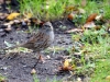 Dunnock (Hedge Sparrow)