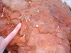 Belemnite fossils in the Hunstanton Red Rock